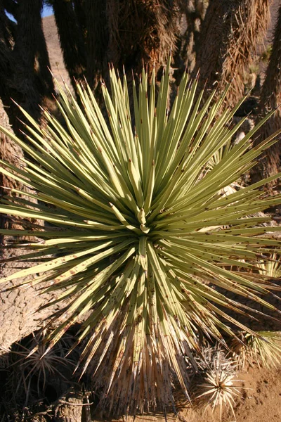 Muitos Yucca Grandes Nas Montanhas Sierra Nevada Califórnia Eua Sierra — Fotografia de Stock