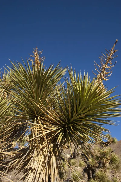 Muchas Yucca Grandes Las Montañas Sierra Nevada California Estados Unidos — Foto de Stock