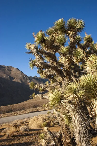 Muchas Yucca Grandes Las Montañas Sierra Nevada California Estados Unidos — Foto de Stock