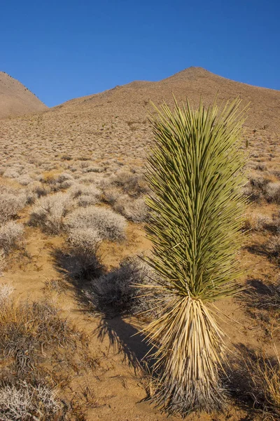 Viele Große Yucca Der Sierra Nevada Kalifornien Usa Sierra Nevada — Stockfoto