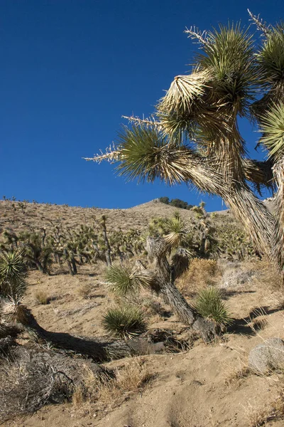 Muitos Yucca Grandes Nas Montanhas Sierra Nevada Califórnia Eua Sierra — Fotografia de Stock