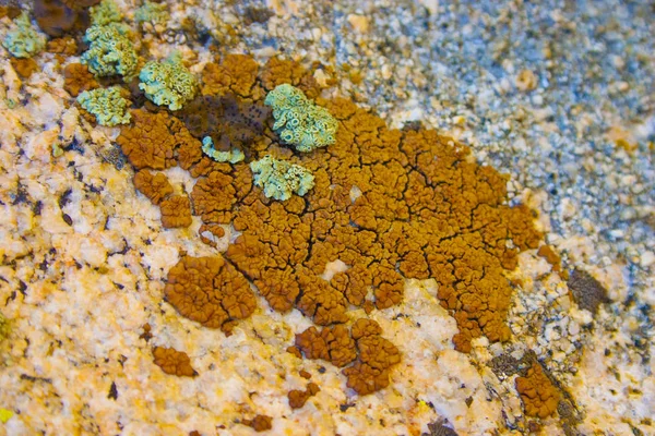 Многоцветные Лишайники Камнях Сьерра Неваде Калифорния Сша Сьерра Невада Горный — стоковое фото