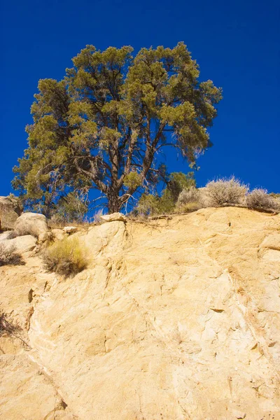 Woody Och Örtartade Växter Sierra Nevada Bergen Kalifornien Usa Sierra — Stockfoto