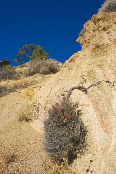 Plantas Leñosas Herbáceas Las Montañas Sierra Nevada California Sierra Nevada — Foto de Stock