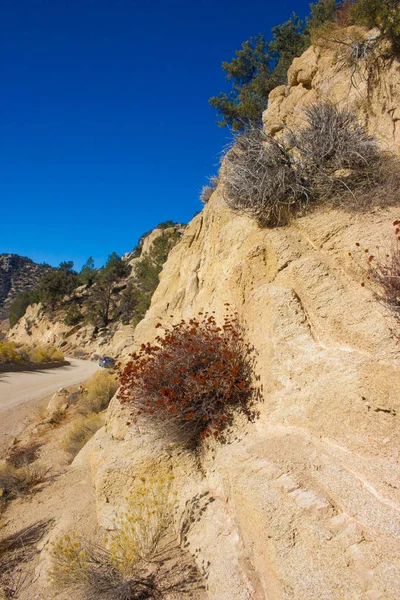 Plantas Leñosas Herbáceas Las Montañas Sierra Nevada California Sierra Nevada — Foto de Stock