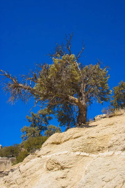 Plantas Leñosas Herbáceas Las Montañas Sierra Nevada California Sierra Nevada — Foto de Stock