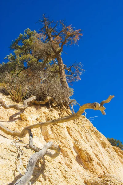 Plantas Leñosas Herbáceas Las Montañas Sierra Nevada California Sierra Nevada — Foto de Stock