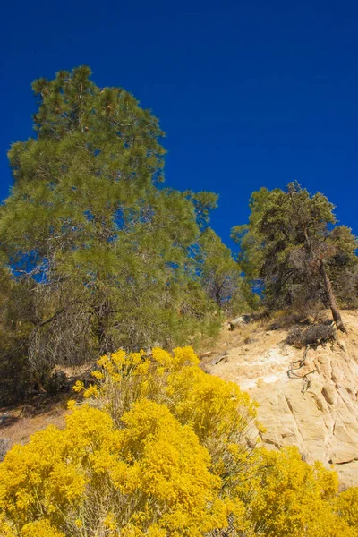 Woody and herbaceous plants in the Sierra Nevada Mountains, California, USA. The Sierra Nevada is a mountain range in the Western United States.