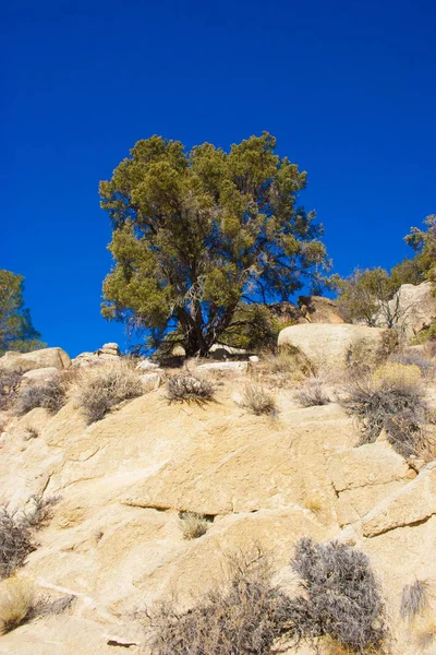 Gehölze Und Krautige Pflanzen Der Sierra Nevada Kalifornien Usa Sierra — Stockfoto