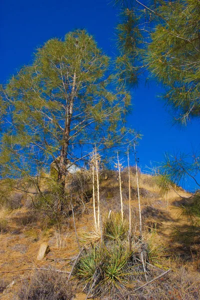 Pines Yucca Mountains — Stock Photo, Image