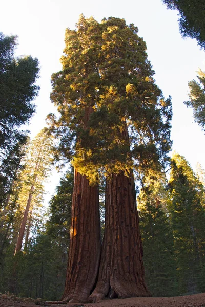 Séquoias Géants Dans Parc National Sequoia — Photo