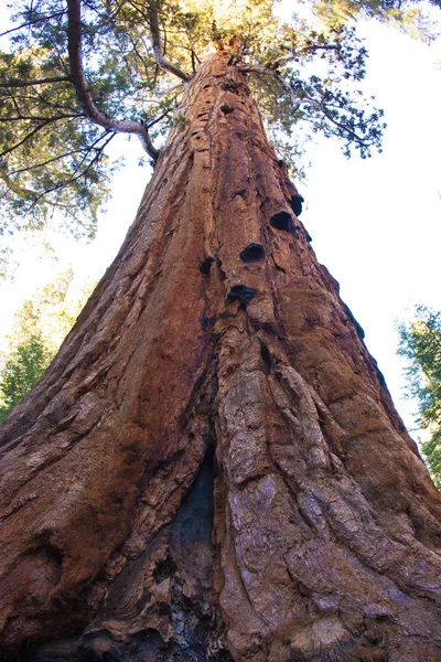 Árvores Sequoia Gigantes Parque Nacional Sequoia — Fotografia de Stock