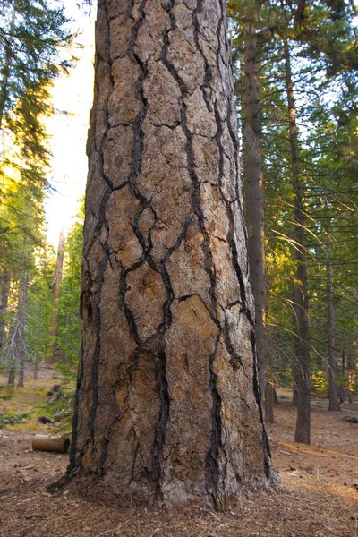 Giant Pine Trees Sequoia National Park — Stock Photo, Image