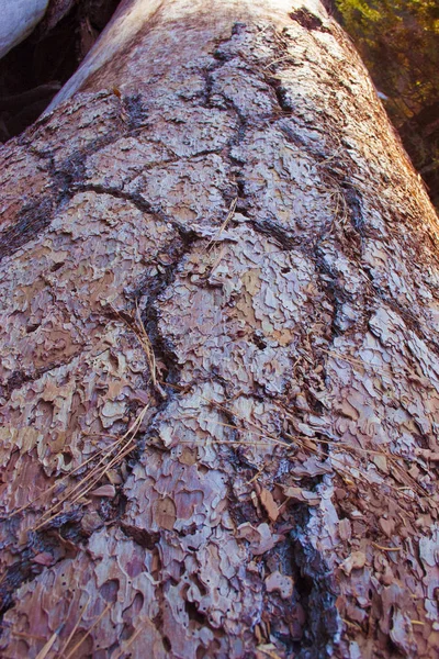 Pinhais Gigantes Parque Nacional Sequoia — Fotografia de Stock