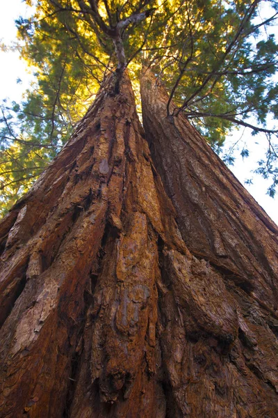 Árvores Sequoia Gigantes Parque Nacional Sequoia — Fotografia de Stock