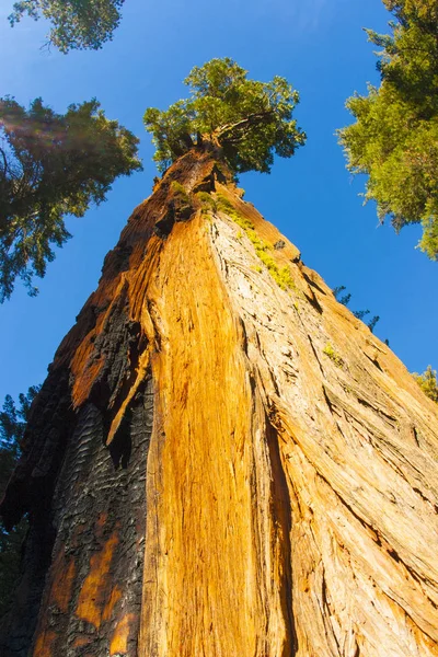 Reus Sequoia Bomen Het Sequoia National Park — Stockfoto