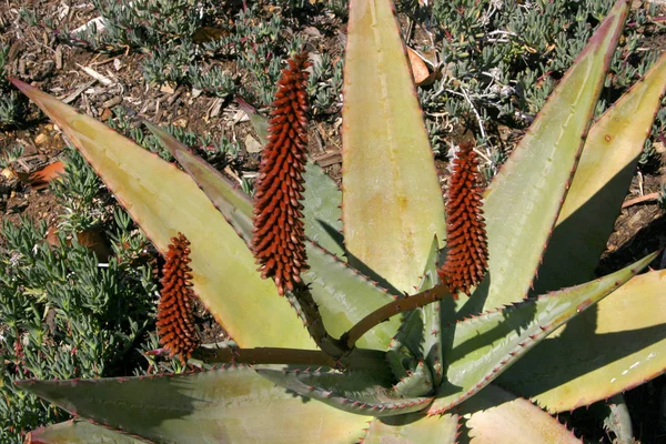 Plantas Floricultura Succulent Succulents Aloe Agave Sedum Kalanchoe Canteiro Flores — Fotografia de Stock