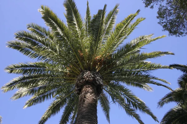 Blommande Växter Palmträd Catalina Island Stilla Havet California — Stockfoto