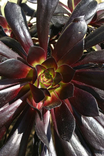 在加利福尼亚州太平洋卡塔利娜岛的花坛上 多汁多汁芦荟 塞杜姆 卡兰乔伊 — 图库照片