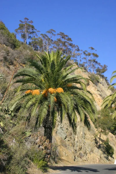 Ανθοφόρα Φυτά Φοίνικα Στο Νησί Catalina Τον Ειρηνικό Ωκεανό Καλιφόρνια — Φωτογραφία Αρχείου