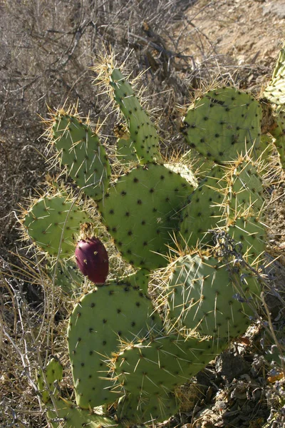 Opuntia Kaktusz Lejtőkön Hegyek Catalina Szigetén Csendes Óceán California — Stock Fotó