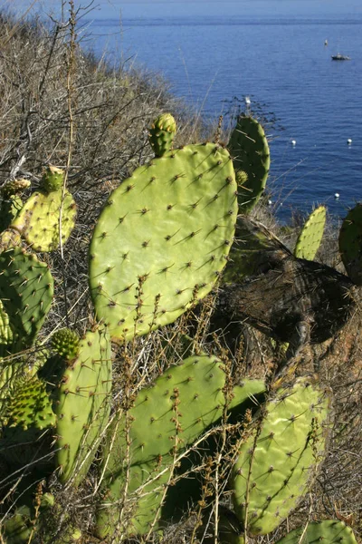 Cactus Opuntia Sulle Pendici Delle Montagne Sull Isola Catalina Nell — Foto Stock