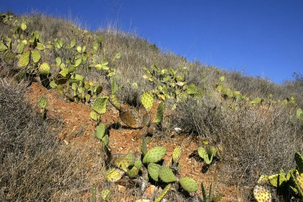 Opuntia Kaktusz Lejtőkön Hegyek Catalina Szigetén Csendes Óceán California — Stock Fotó