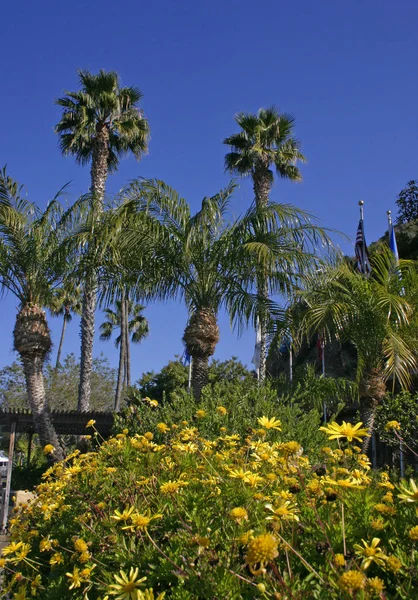 Πανέμορφο Τοπίο Ανθοφόρα Φυτά Και Φοίνικες Την Πόλη Avalon Catalina — Φωτογραφία Αρχείου