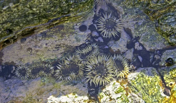 海の動物アクティニア太平洋のカタリナ島干潮時の石の間 — ストック写真