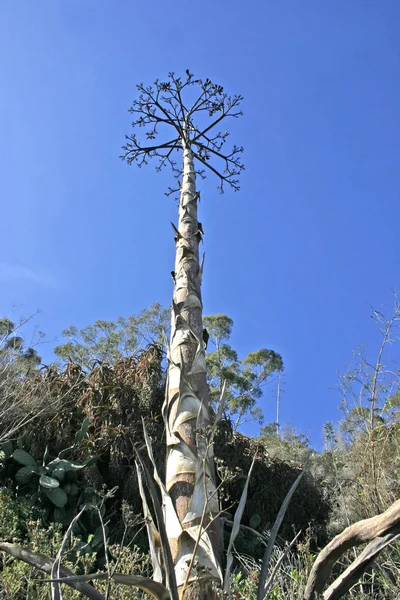 Plantas Floração Suculentas Suculentas Agave Canteiro Flores Ilha Catalina Oceano — Fotografia de Stock