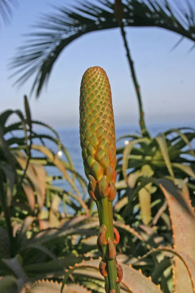 Flowering Plants Succulent Succulents Aloe Agave Flower Bed Catalina Island — Stock Photo, Image