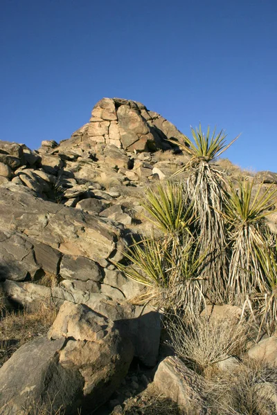 Beargrass Приховані Valley Краєвид Mojave Джошуа Дерева Національний Парк Пустеля — стокове фото