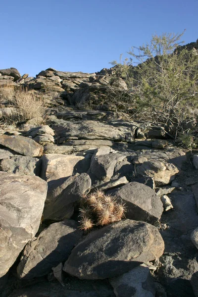 Echinocereus Engelmani Csoport Kaktuszok Közül Kövek Mojave Sivatagban Joshua Tree — Stock Fotó