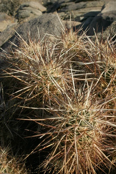 Echinocereus Engelmani Grupa Kaktusów Wśród Kamieni Pustyni Mojave Joshua Tree — Zdjęcie stockowe