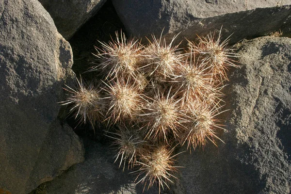 Echinocereus Engelmani Gruppo Cactus Tra Pietre Deserto Del Mojave Parco — Foto Stock