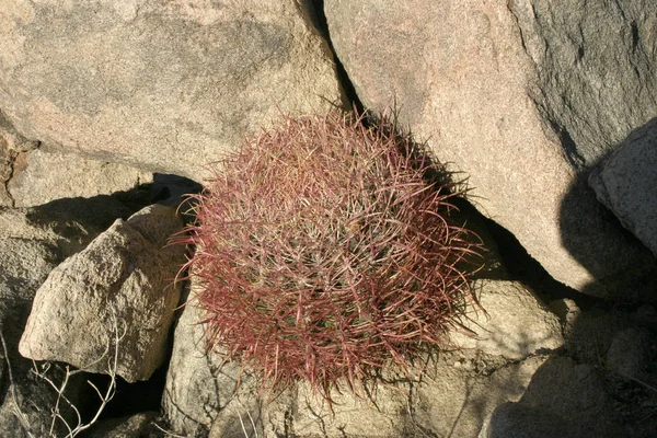 Ferocactus Cylindreus Entre Pedras Cacti Com Espinhos Vermelhos Entre Rochas — Fotografia de Stock