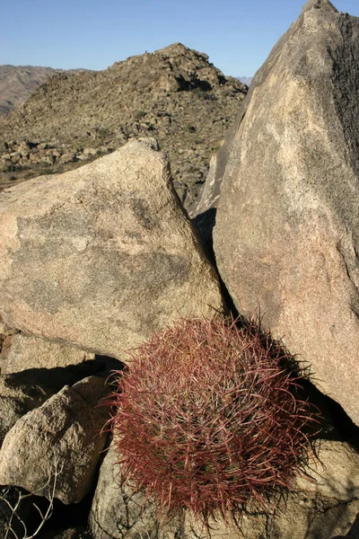 Ferocactus Cylindreus Stones Cacti Red Prickles Stone Rocks — Stock Photo, Image