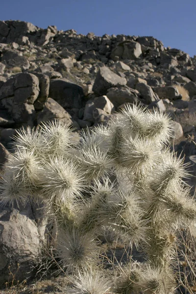 Kaktüsler ile beyaz dikenler taşlar (Cylindropuntia echinocarpa arasında)