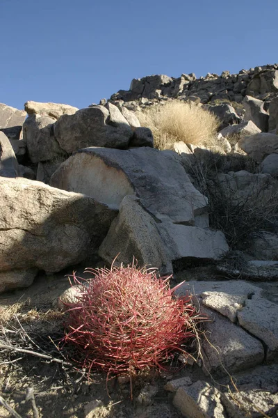 Ferocactus Cylindreus Μεταξύ Των Πετρών Κάκτοι Κόκκινα Αγκάθια Πέτρινους Βράχους — Φωτογραφία Αρχείου