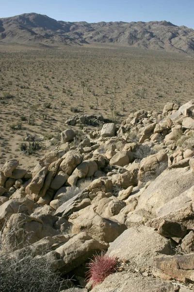 Ροκ Ανόδου Joshua Tree Μεγάλα Βράχια Yucca Brevifolia Mojave Desert — Φωτογραφία Αρχείου