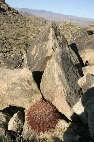 Ferocactus Cilindro Tra Pietre Cacti Con Punture Rosse Tra Rocce — Foto Stock