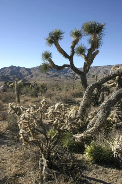 Muchas Ramas Joshua Tree Yucca Brevifolia Mojave Desert Joshua Tree — Foto de Stock