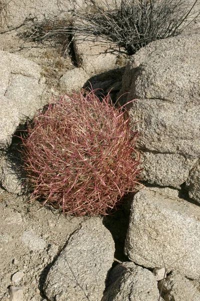 Ferocactus Cylindreus Entre Pedras Cacti Com Espinhos Vermelhos Entre Rochas — Fotografia de Stock