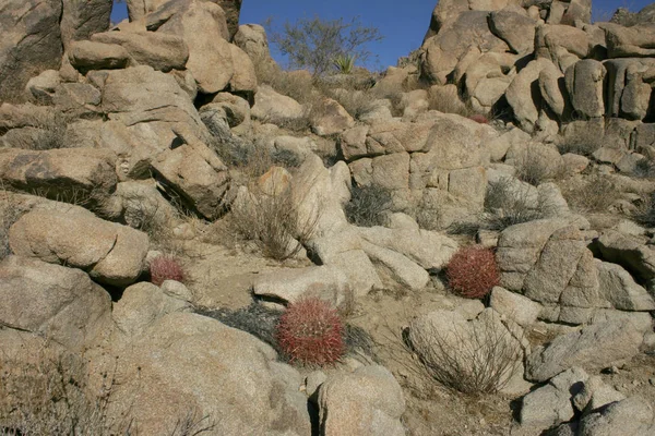 Ferocactus Cilindro Entre Las Piedras Cacti Con Espinas Rojas Entre —  Fotos de Stock