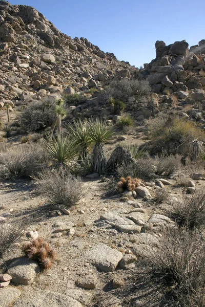 Ferocactus Cilindro Entre Las Piedras Cacti Con Espinas Rojas Entre —  Fotos de Stock