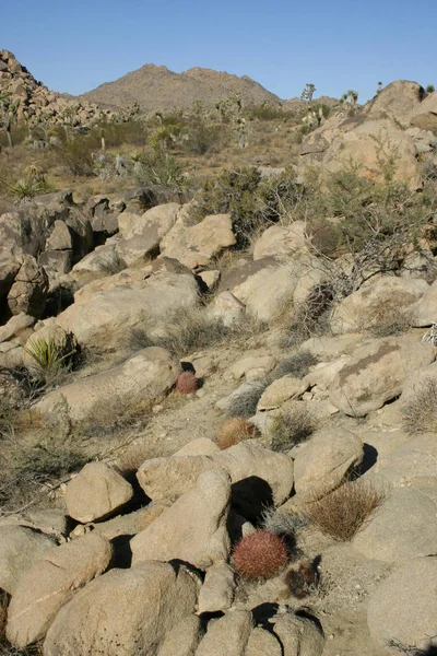 Ferocactus Cylindreus Μεταξύ Των Πετρών Κάκτοι Κόκκινα Αγκάθια Πέτρινους Βράχους — Φωτογραφία Αρχείου