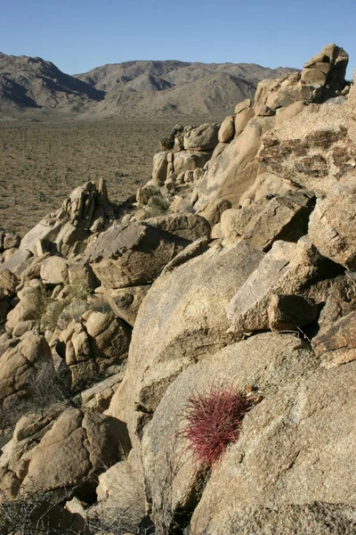 Ferocactus Cylindreus Bland Stenarna Kaktusar Med Röda Taggar Bland Sten — Stockfoto