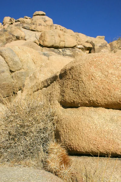 Echinocereus Engelmani Ομάδα Κάκτων Ανάμεσα Πέτρες Έρημο Mojave Joshua Δέντρο — Φωτογραφία Αρχείου