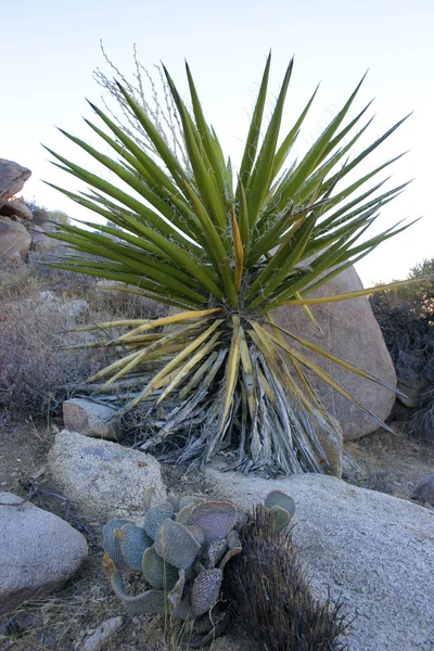 Muchas Ramas Joshua Tree Yucca Brevifolia Mojave Desert Joshua Tree —  Fotos de Stock