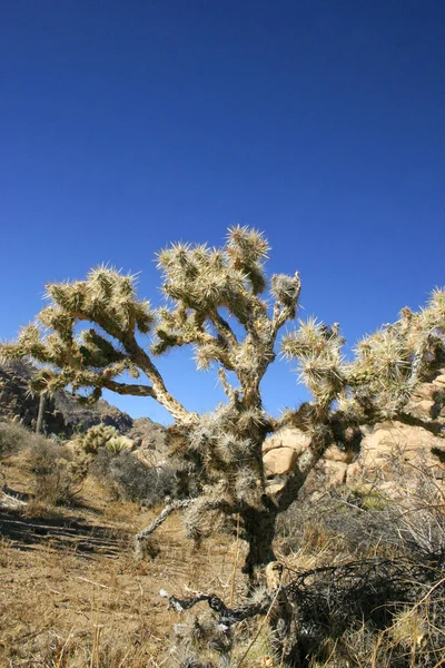 Skákání Pole Kaktusu Cholla Joshua Tree National Park Kalifornie — Stock fotografie